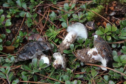 Hygrophorus marzuolus. Fotografía: Concha Redondo